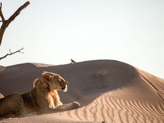 Wuestenkoenige - Die Loewen der Namib