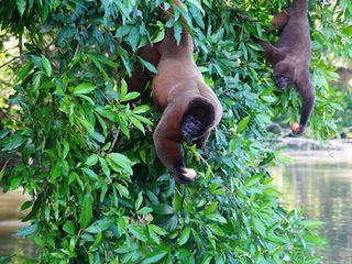 Anna und die wilden Tiere
