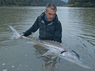 Die letzten Giganten: Riesenfische