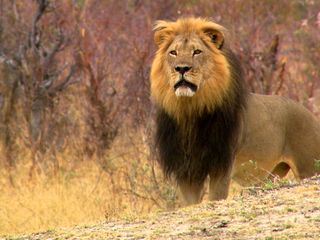 Cecil - Die Legende eines Koenigs