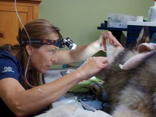 Die Yukon-Tieraerztin