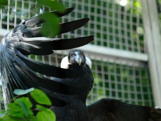 Bronx Zoo - Tierpark der Superlative Bronx Zoo - Tierpark der Superlative