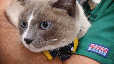 Tierarzt Dr. Jeff - Der Rocky Mountain Doc