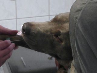 Hautnah: Die Tierklinik