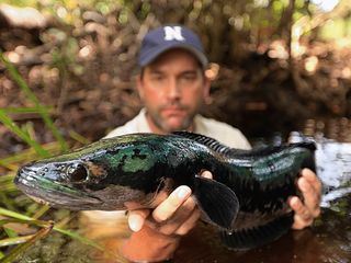 Auf der Suche nach dem Monsterfisch
