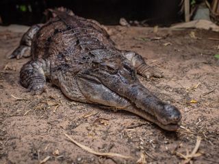 Zoo und so - Tierisch wild!
