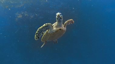 Korallrevens foertrollade vaerld