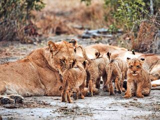 Tierkinder der Wildnis