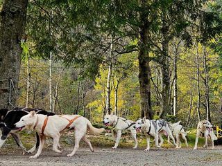 Das Camp in der Wildnis
