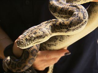 Die Schlangenfaengerin - Gefahr Down Under