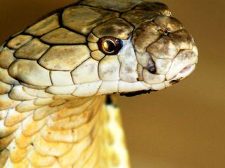 Das toedliche Reich der Schlangen