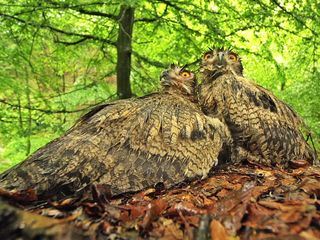 SRF school SRF school