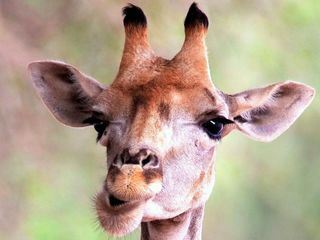 Saeugetiere