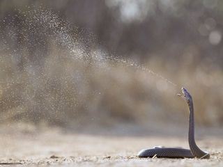 Afrikas Schlangen - Giftig und gefaehrlich