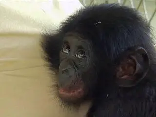 Giraffe, Erdmaennchen & Co.