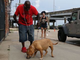 Pitbulls auf Bewaehrung
