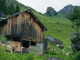 Tradition am Steilhang: Die Schweiz und ihre Wildheuer