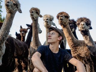 Alpakas in der Rhoen