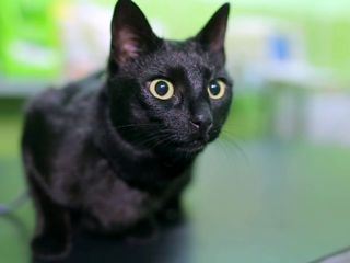 Die Superkraefte der Tiere