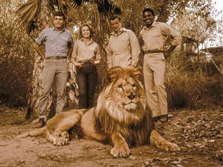 Daktari