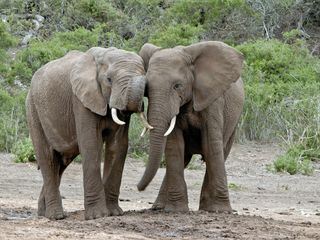 Empfinden Tiere Trauer?