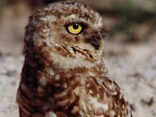 Zauberwelt Venezuela