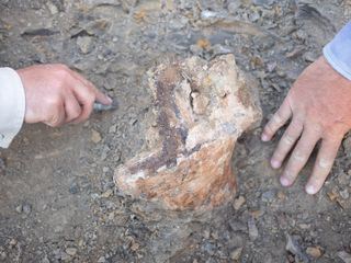 Dino Hunters - Die Fossilienjaeger