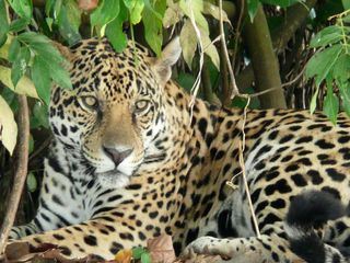 Leben mit dem Jaguar