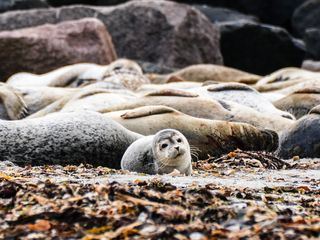 Nordseereport Spezial - Nordseeliebe XXL