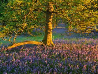 Schottlands neue Wildnis