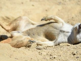 Giraffe, Erdmaennchen & Co.