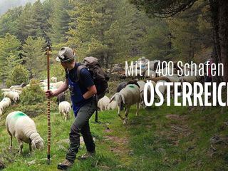 Mit 1.400 Schafen ueber den Gletscher