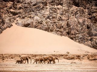 Die Wuestenloewen der Namib - Auf den Spuren der Koenige