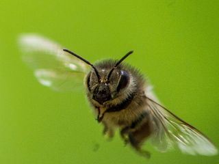 Ziemlich wilde Bienen
