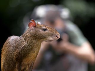 Die Wildnis kehrt zurueck