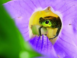 Die Farben der Tierwelt