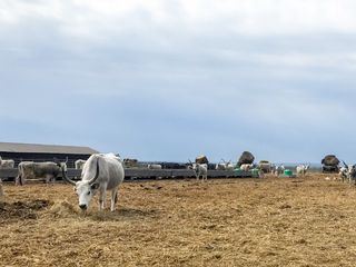 Lustvolles Burgenland