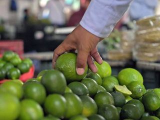 Die Welt der Zitrusfruechte