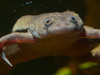 Die seltsamen Seiten der Natur