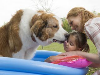Bailey - Ein Hund kehrt zurueck