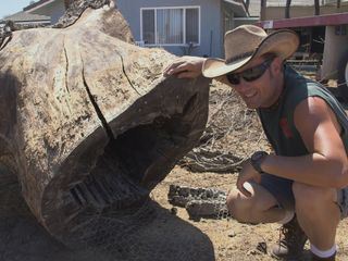 Redwood Kings - Traeume aus Holz