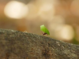 Anna und die wilden Tiere