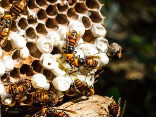 Asiens toedliche Hornissen