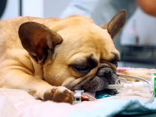 Tierretter unterwegs in Mitteldeutschland