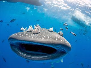 Die Insel der Giganten