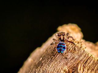 Aussergewoehnliches Australien