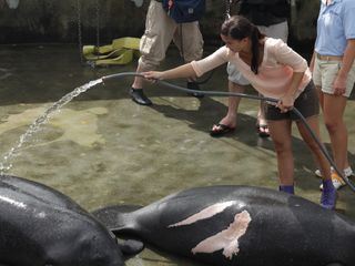 Anna und die wilden Tiere