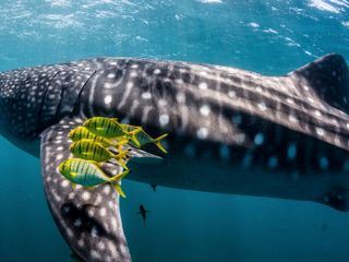 Ningaloo: Australiens Ozeanwunder