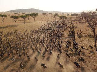 Serengeti - Wilde Geschichten aus der Savanne