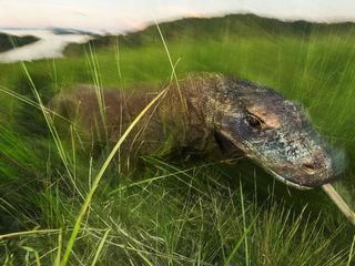 Ein Tag im Leben eines Komodowarans